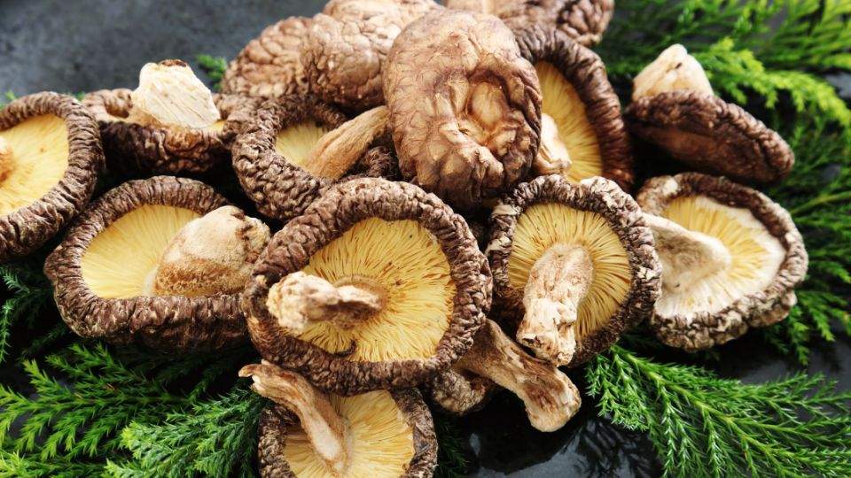 Ciuperci Shiitake proaspete, cu pălării cărnoase și interior galben, pe un fundal verde.