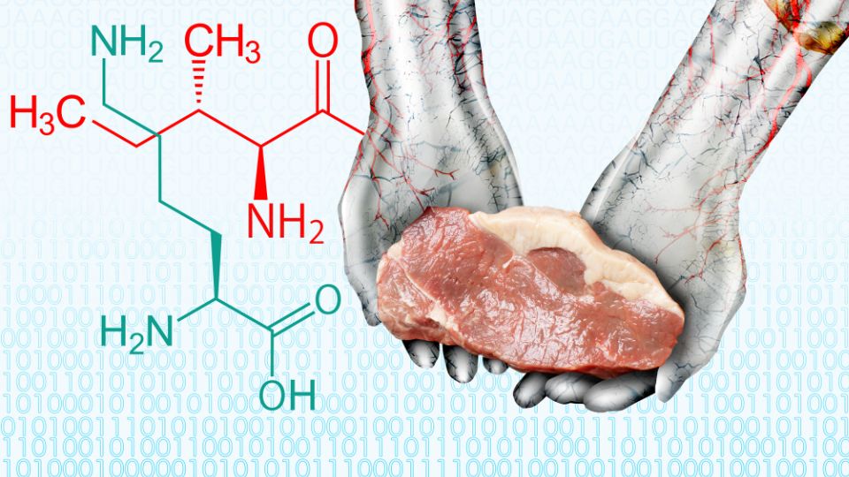 Rolul izoleucinei: cum sprijină creșterea musculară și regenerarea Mâini care țin o bucată de carne, cu structura izoleucinei ilustrată în fundal.