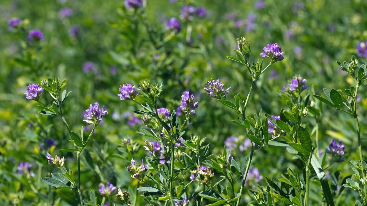 Câmp de lucernă cu flori violet, simbolizând energia și sănătatea naturală.
